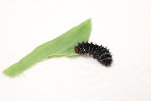 A larvae of Glanville fritillary butterfly