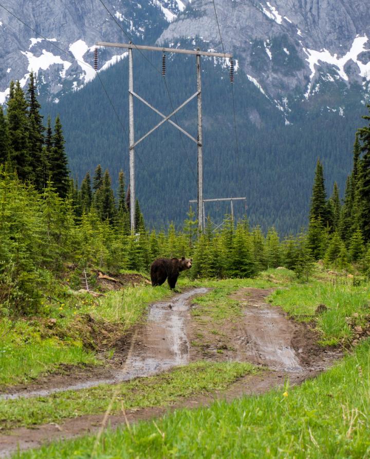 Grizzly Bear