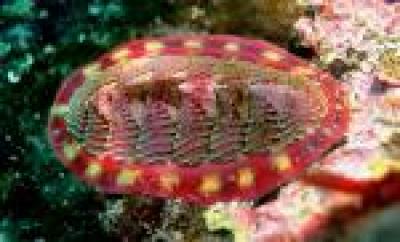 Lined Chiton