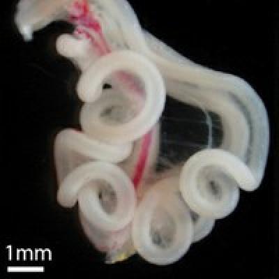 Embryonic Chick Gut