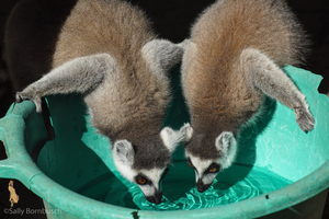 More Resistant Ringtails