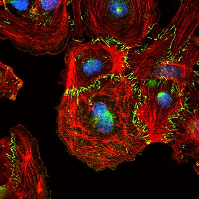 Cell