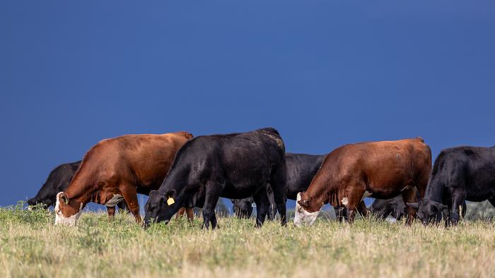Cattle