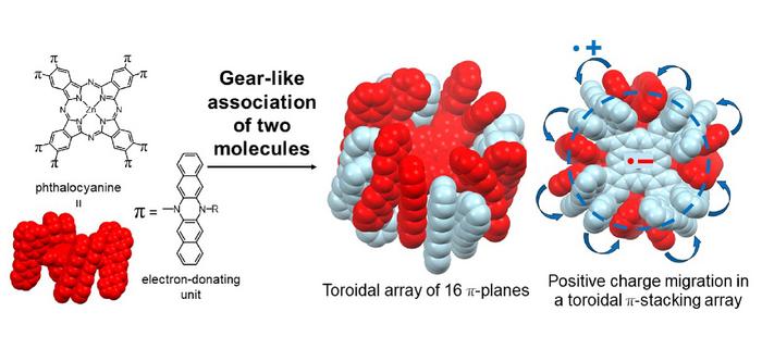 First observation of toroidal conjugation across multiple molecules
