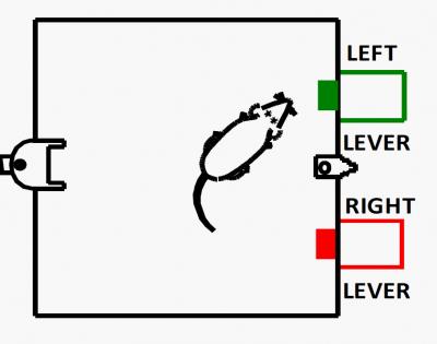 A Rat Learns a Task
