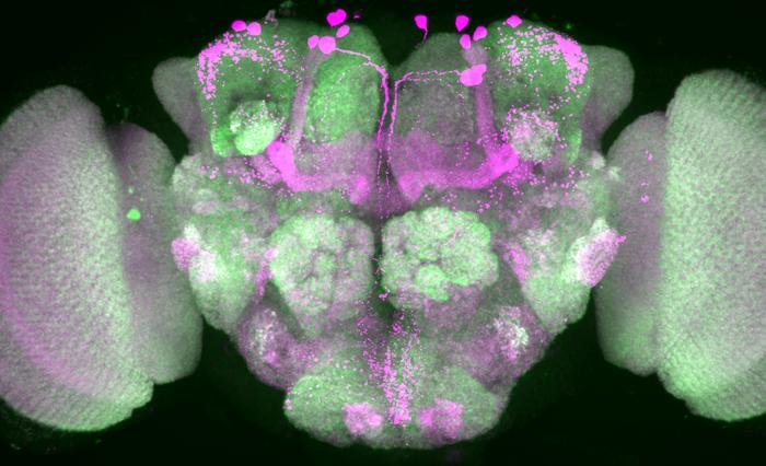 Brain of a fruit fly © Charité | Anatoli Ender