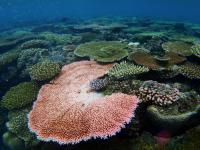 Coral Community 