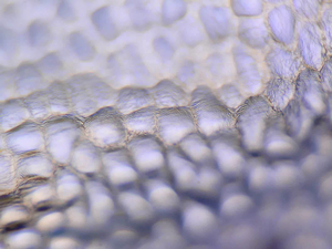 Mechanically inducing petal striations