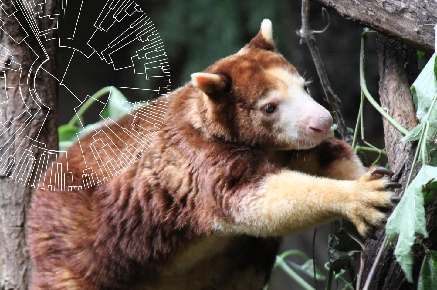 Tree Kangaroo and Phylogenetic Tree