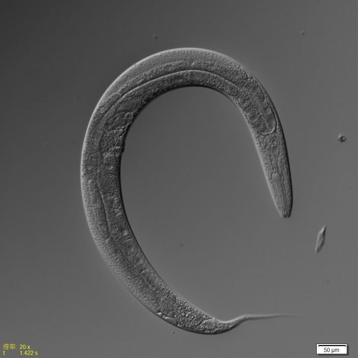 Hermaphrodite <i>C. elegans</i>