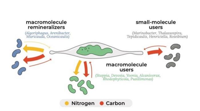 Surprising Strategies: Scientists Quantify the Activity of Algal-Associated Bacteria at the Microscale
