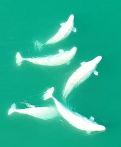 Adult Beluga Whales