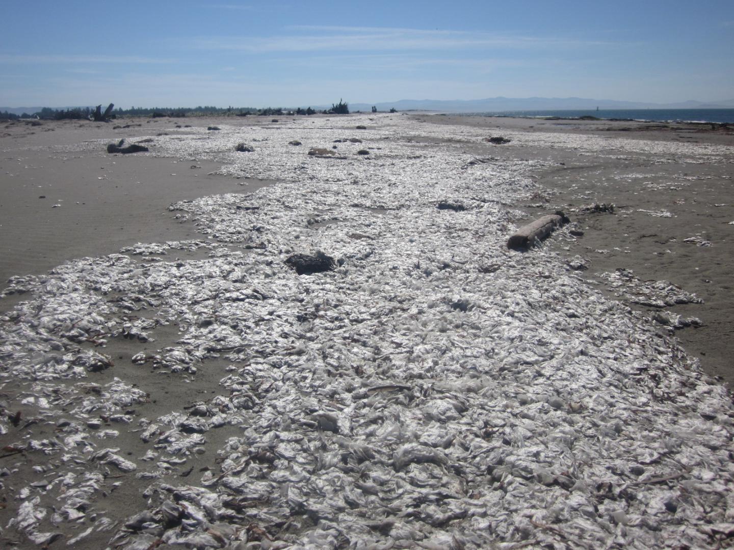 Mass stranding