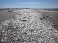 Mass stranding