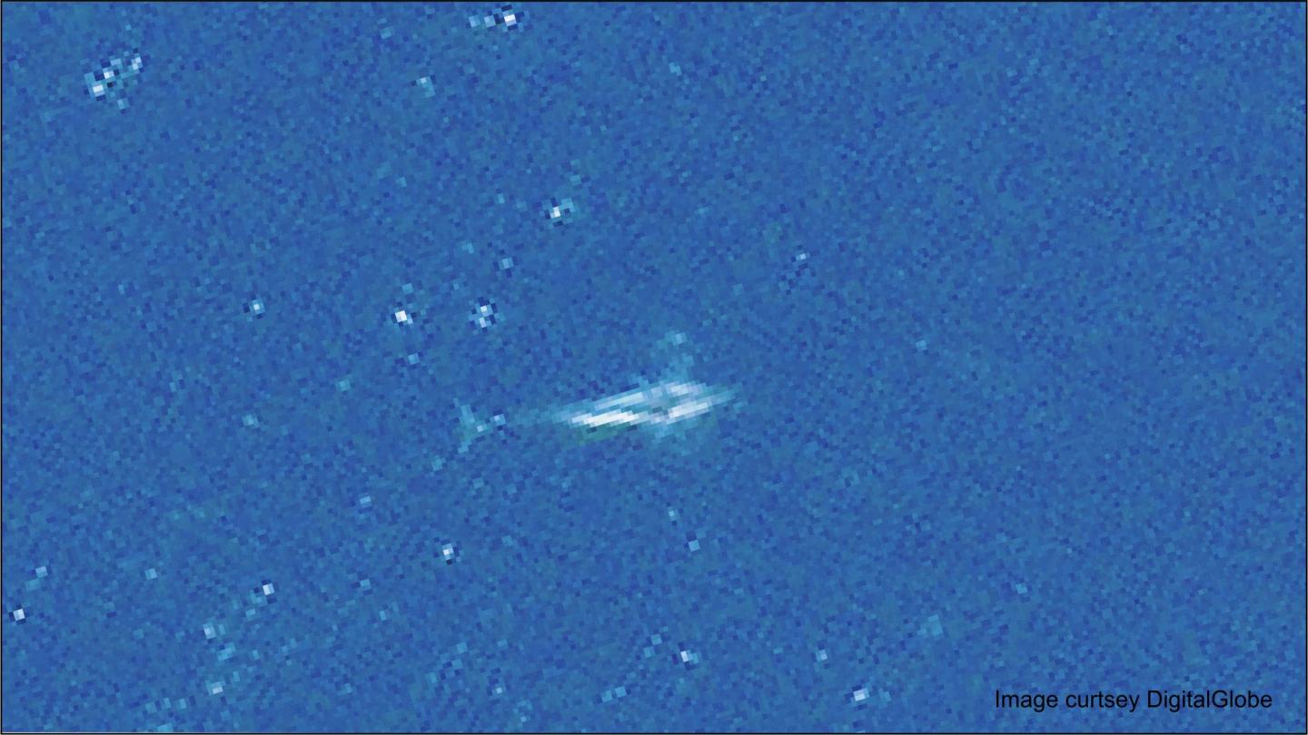 Fin Whale Captured by Satellite