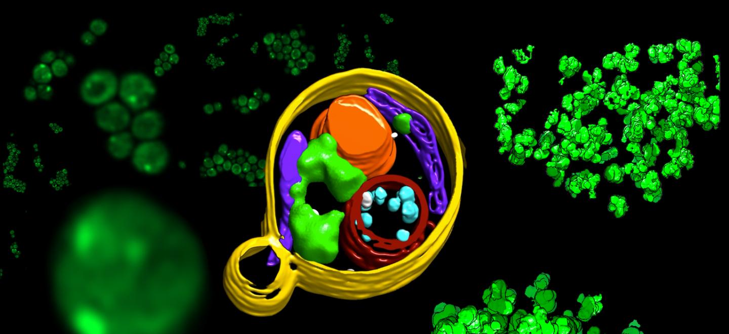 New NIH center broadens access to cryo-EM