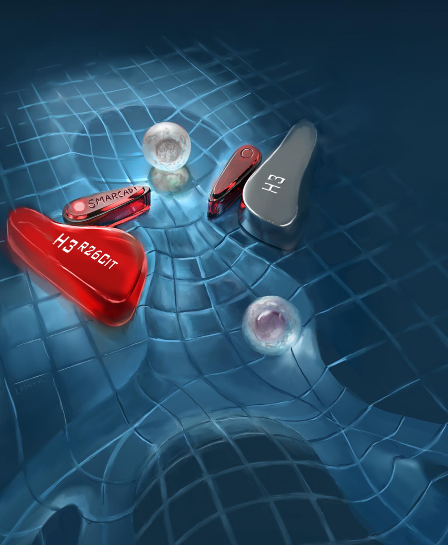 SMARCAD1 Pinball