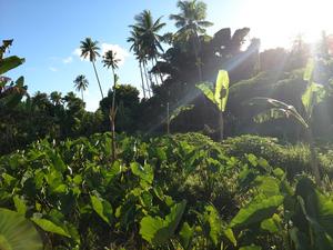 Fiji agroforest