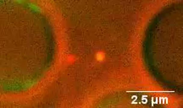 DNA Repair Molecules Dance and Disband