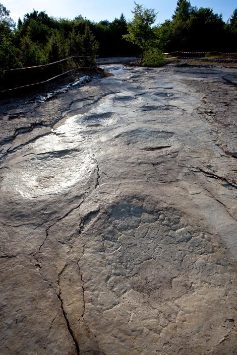 The Sauropod Trackway