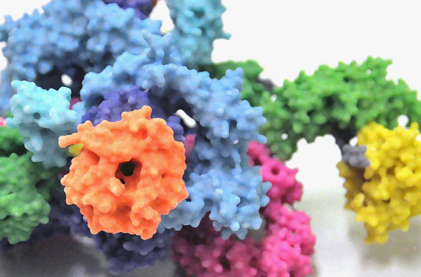 3-D Model of mTORC1