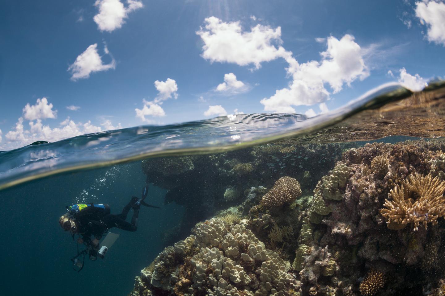 Global Reef Expedition