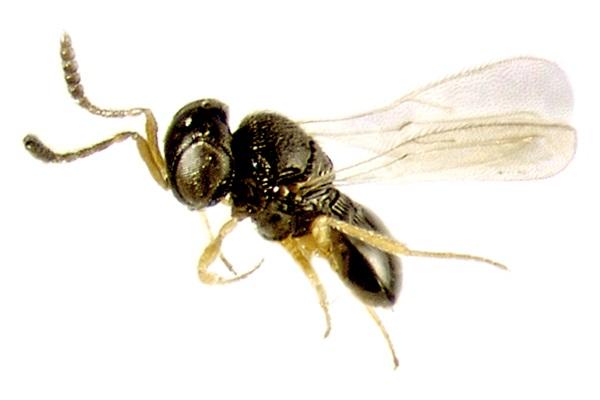 <I>Telenomus remus</I>