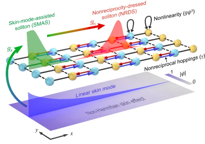 Two soliton formation routes in a non-Hermitian skin lattice.