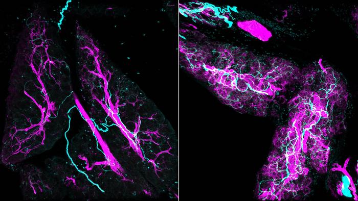 Stress signals redesign tissues during inflammation and cancer