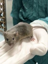 Mouse Born from Granulosa-Derived Egg