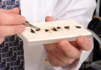 Crickets in the Lab