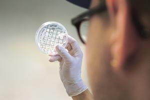 Bacterial strains © Charité | Stefan Hristov