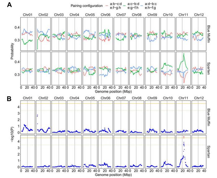 Probability profiles across 12 linkage groups of ‘Blue Muffin’ and ‘Spartan’ for three pairing configurations.