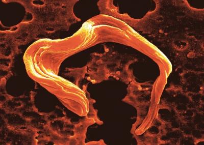 Parasite Trypanosoma brucei