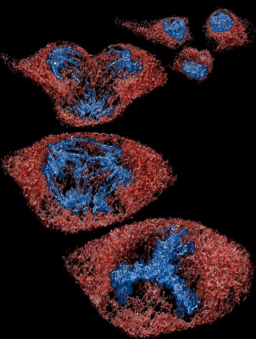 Cell division producing three daughters