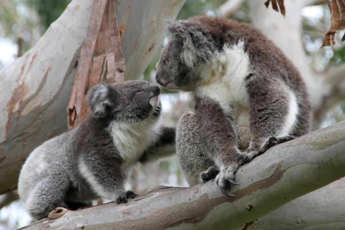 Koalas touching noses