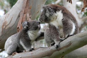 Koalas touching noses