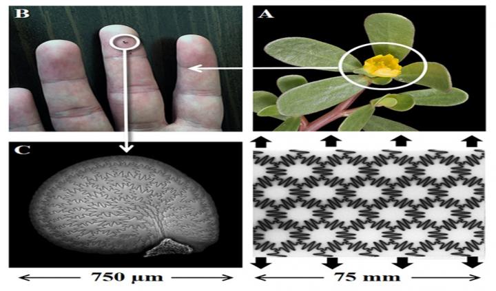Seed Coat Characteristic Features