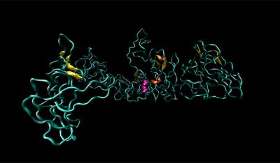 Tropoelastin Illustration