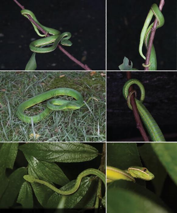 Trimeresurus lii sp. nov. in life