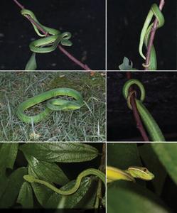 Trimeresurus lii sp. nov. in life