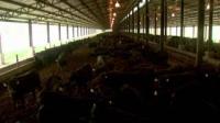 Ag Researchers to Study Cattle Disease, Feed Efficiency