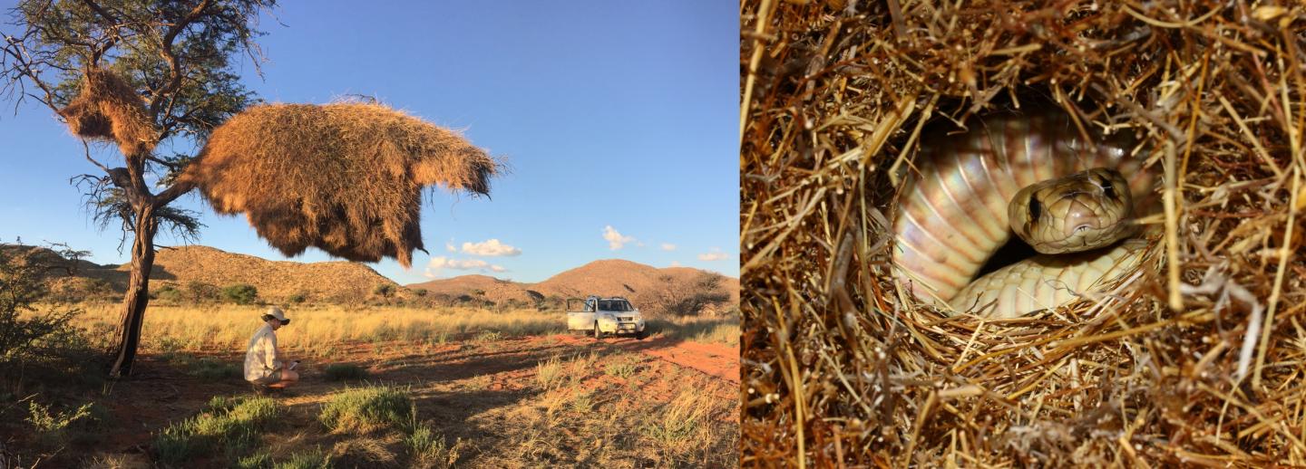 Tracking Cobras