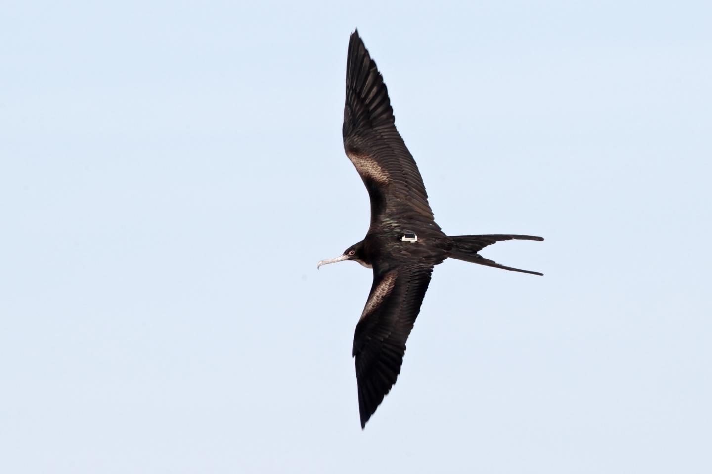 Great Frigatebird