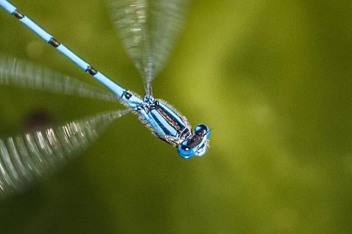 Damselfly