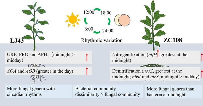 Schematic diagram of the role of the circadian clock of plants affecting the composition and ecological function of bacterial and fungal communities in the rhizosphere of ‘Longjing43’ (LJ43) and ‘Zhongcha108’ (ZC108).