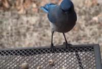 Mexican Jays Choosing Peanuts Slow Motion Video