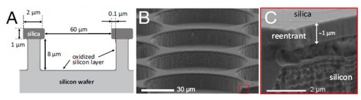 Micropatterned Surfaces 