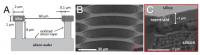 Micropatterned Surfaces 