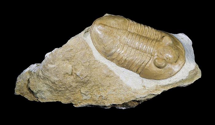 Trilobite
